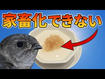 高級食材「燕の巣」を作るアナツバメを家畜化できない理由【生物解説】