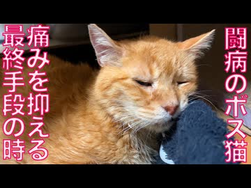 不調で倒れたボス猫、最終手段で回復をするも…　