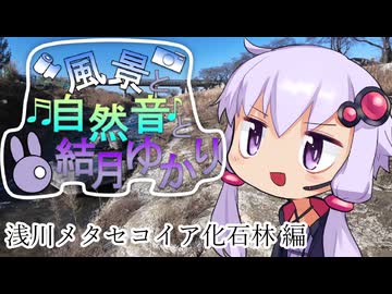 浅川のメタセコイア化石林と川の音と結月ゆかり