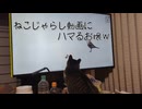 本日の猫枠 2026-01-02 （BGM：にゃんにゃん音頭）