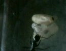 くろおお②１６