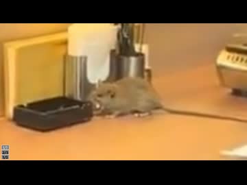 ホモと見る東京の焼肉屋に現れたミッキーマウス