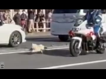 ホモと見る箱根駅伝に乱入してくるポメラニアン