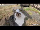 口元が可愛いじゃれつくキジシロ猫