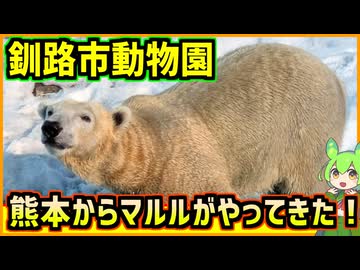 釧路にマルルがやってきた！釧路市動物園公開初日レポート【釧路のずんだもん】