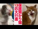 女王猫の家、保護預かり猫13匹大行進