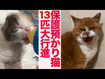 女王猫の家、保護預かり猫13匹大行進