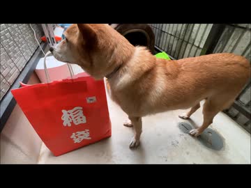 ナナ～2026犬福袋～