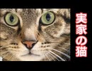 実家の猫