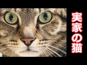 実家の猫
