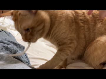 飼い主のズボンの紐で遊ぶ