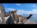 防波堤にいた猫をナデナデすると飛びかかってきた