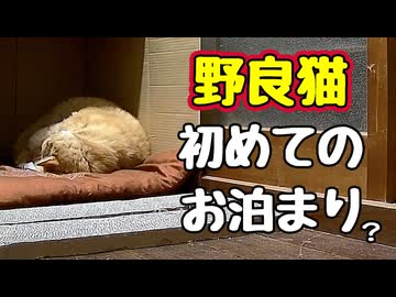 ぐっすりとは いかなかった様ですが…【野良猫】