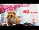 【嘘】怪奇！猫の幽霊が映り込む恐怖映像⁉︎