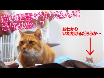 【嘘】怪奇！猫の幽霊が映り込む恐怖映像⁉︎