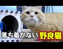 座布団で寝たい様ですが…【野良猫】