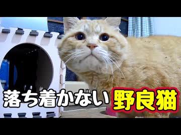 座布団で寝たい様ですが…【野良猫】