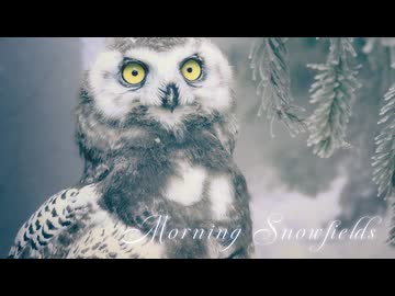 【無料BGM】キラキラした雪原の曲「Morning Snowfields」