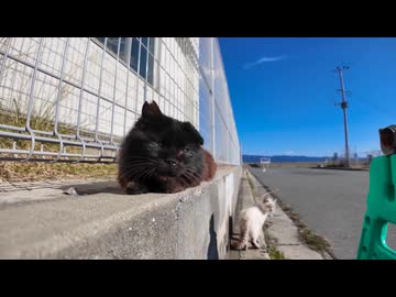 【初体験】腰トントンされた野良猫、思わず声が出てしまうｗｗｗ