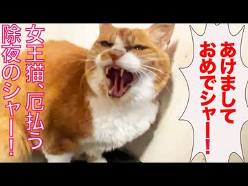 女王猫、煩悩払う除夜のシャー！