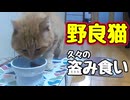 おなか いっぱいになった様で…【野良猫】