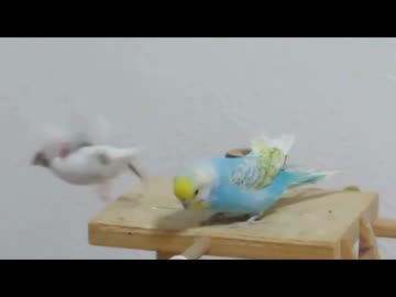 好きなのに逃げられる ジュウシマツがインコから逃げる 最後の方にちょっとキンカチョウも映る2026年1月6日