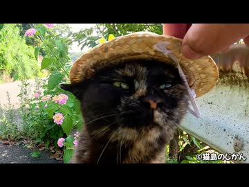 サビ猫は保護色で見つけにくいけど、ローズは鳴いて教えてくれる。