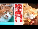 女王猫、末期の旦那猫に密かに寄り添う