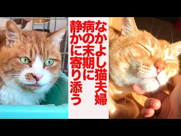 女王猫、末期の旦那猫に密かに寄り添う