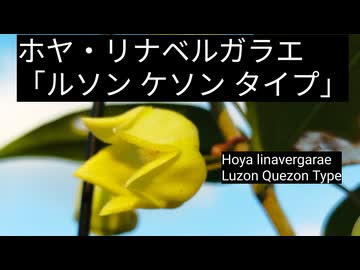 ホヤ・リナベルガラエ開花♪