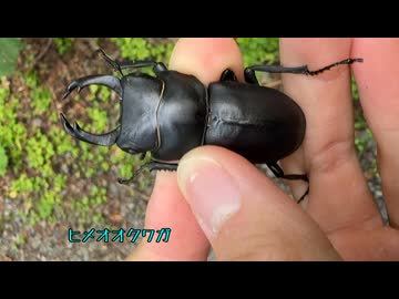 変態インセクト青年アキラ