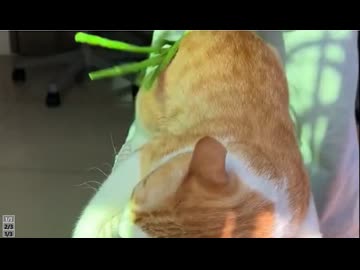 ホモと見るケツを叩かれて喜んでしまう猫