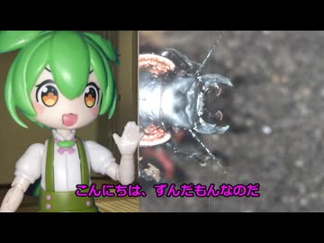 ずんだもんのクワガタ解説なのだ！