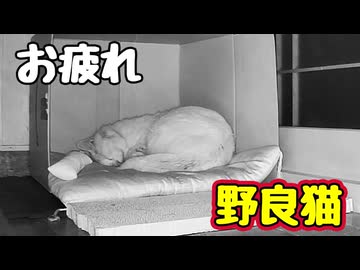 幸せそうに…【野良猫】