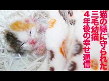 縁に守られた三毛幼猫、4年後のしあわせ通信