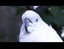 【癒し映像】米田健太郎が撮るコカトゥーの魅力｜おしゃべりオウムの日常を記録