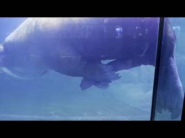 自分の生殖器を触るセイウチ・八景島シーパラダイス