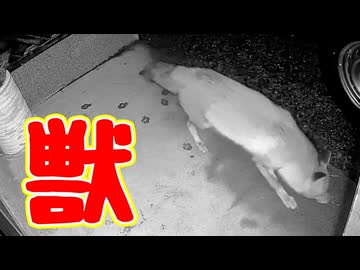 今年の初【獣】 【野良猫】