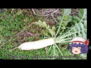 ゆっくり農民276ダイコンを育ててみませんか?#9