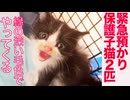 保護子猫の緊急預かり、縁の深い毛色でやってくる