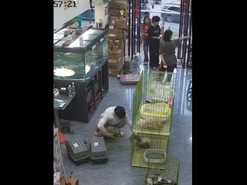 ホモと見る永遠にケージから脱走し続ける子猫