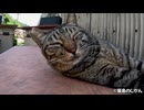 甘え声が可愛いキジトラ猫