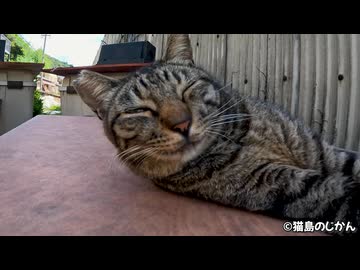甘え声が可愛いキジトラ猫