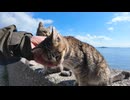 【天国】猫島の防波堤、撫でると全員寄ってくる件ｗｗｗ