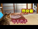 緊張感… 【野良猫】
