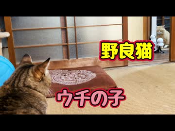 緊張感… 【野良猫】