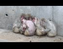「おでんの食べ放題に行きたい」各地で今季一番の寒さ　動物園ではサル団子　ヒーターで暖を取るオランウータンも　野菜も凍り農家困惑　福岡県