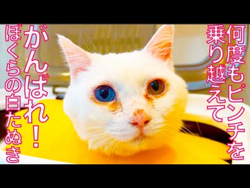 オッドアイの宝石珍獣、不調でFIPの検査をする