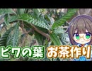 野生のビワの葉っぱ採ってお茶作り♪