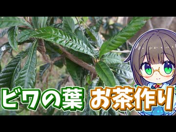 野生のビワの葉っぱ採ってお茶作り♪